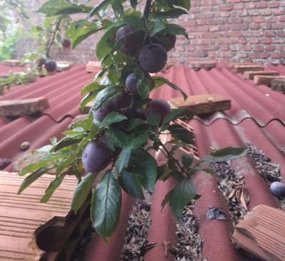 q.jpg (305.19 KiB) Osservato 677 volte q.jpg