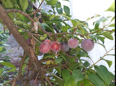 w.jpg (311.38 KiB) Osservato 677 volte w.jpg