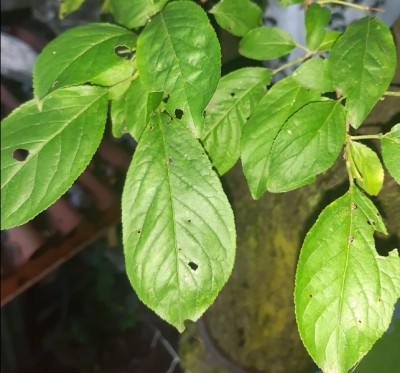 e.jpg (309.97 KiB) Osservato 593 volte e.jpg