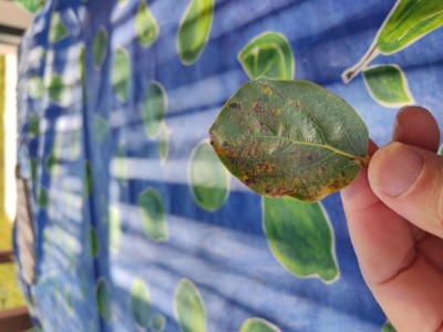 IMG_20230812_155158.jpg (72.92 KiB) Osservato 719 volte IMG_20230812_155158.jpg