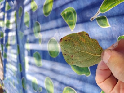 IMG_20230812_155203.jpg (75.05 KiB) Osservato 799 volte IMG_20230812_155203.jpg