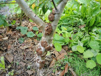 burr-knots-su-melo.jpg (172.52 KiB) Osservato 814 volte burr-knots-su-melo.jpg