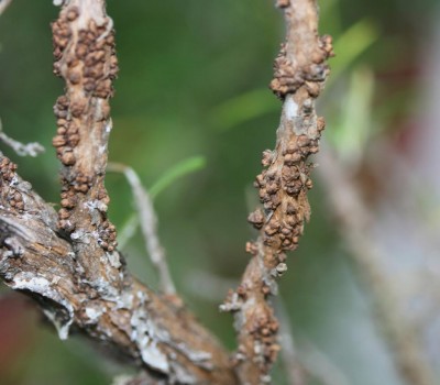 radici avventizie - rosmarino.jpg (72.69 KiB) Osservato 814 volte radici avventizie - rosmarino.jpg