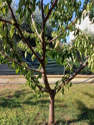 Ciliegia1.jpg (229.19 KiB) Osservato 889 volte Ciliegia1.jpg