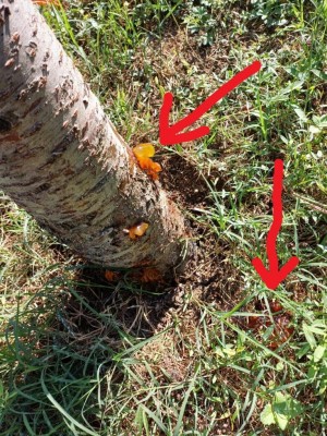 Ciliegia2.jpg (244.66 KiB) Osservato 889 volte Ciliegia2.jpg