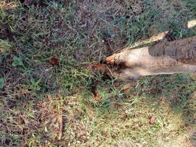 Ciliegia3.jpg (250.55 KiB) Osservato 889 volte Ciliegia3.jpg