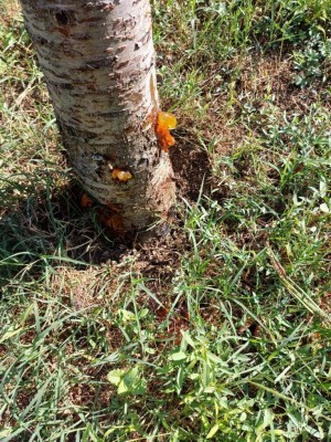 Ciliegia4.jpg (263.19 KiB) Osservato 889 volte Ciliegia4.jpg