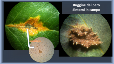 Ruggine del pero 1.png (313.49 KiB) Osservato 805 volte Ruggine del pero 1.png