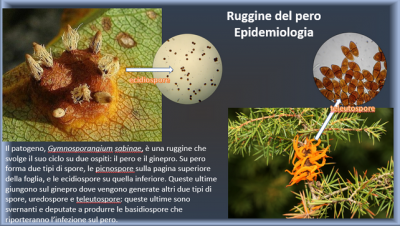 Ruggine del pero 2.png (354.05 KiB) Osservato 965 volte Ruggine del pero 2.png