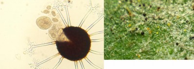 cleist nocc asco ascospore.jpg (52.4 KiB) Osservato 722 volte cleist nocc asco ascospore.jpg