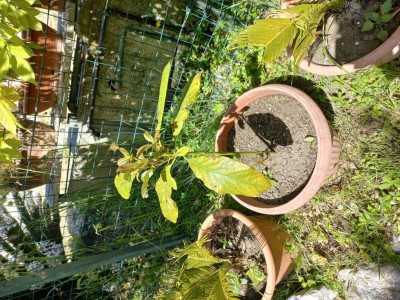 1000034554.jpg (226.84 KiB) Osservato 749 volte 1000034554.jpg