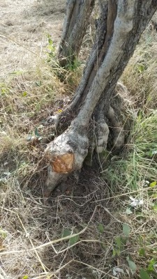 olivo1.jpeg (192.47 KiB) Osservato 1333 volte olivo1.jpeg