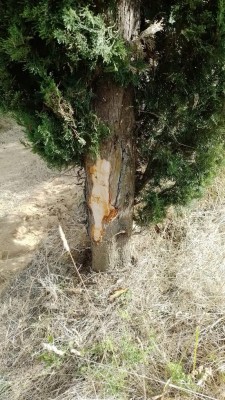 cipresso.jpeg (182.86 KiB) Osservato 1333 volte cipresso.jpeg