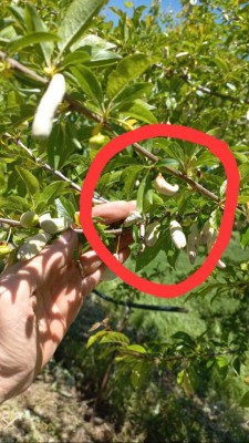 IMG-20230428-WA0000.jpg (105.14 KiB) Osservato 1119 volte IMG-20230428-WA0000.jpg