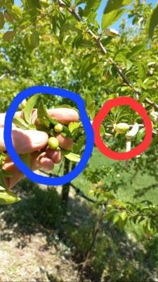 IMG-20230428-WA0001.jpg (100.83 KiB) Osservato 1119 volte IMG-20230428-WA0001.jpg