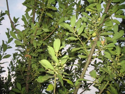 IMG_9125.JPG (110.64 KiB) Osservato 908 volte IMG_9125.JPG