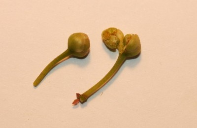 alloro primordi.JPG (39.35 KiB) Osservato 887 volte alloro primordi.JPG