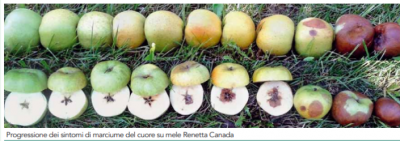 Cuore nera mela.png (304.46 KiB) Osservato 1322 volte Cuore nera mela.png