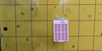 trappola-per-mosca-della-frutta.jpg (42.33 KiB) Osservato 2048 volte trappola-per-mosca-della-frutta.jpg