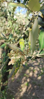 IMG_20250602_183215.jpg (65.63 KiB) Osservato 1841 volte IMG_20250602_183215.jpg