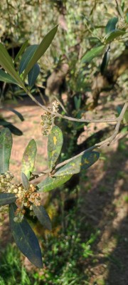 IMG_20250602_183222.jpg (72.36 KiB) Osservato 1463 volte IMG_20250602_183222.jpg