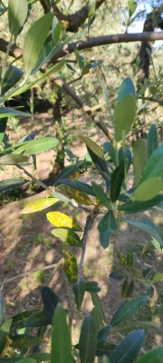 IMG_20250602_183230.jpg (75.4 KiB) Osservato 1841 volte IMG_20250602_183230.jpg