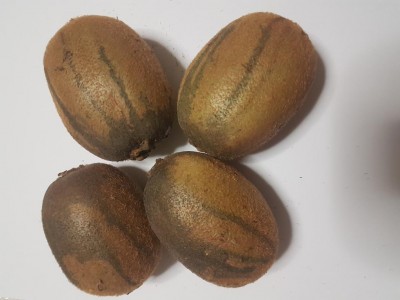 chiwi (2).jpg (63.51 KiB) Osservato 1481 volte chiwi (2).jpg