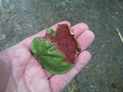 Fotografie-0196.jpg (118.16 KiB) Osservato 608 volte Fotografie-0196.jpg