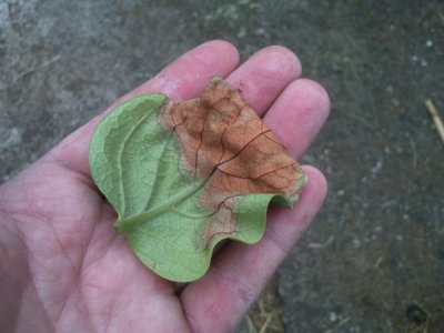 Fotografie-0197.jpg (120.6 KiB) Osservato 608 volte Fotografie-0197.jpg