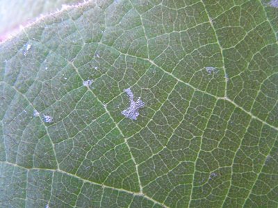 RIMG0698 kiwi foglia.JPG (236.38 KiB) Osservato 623 volte RIMG0698 kiwi foglia.JPG