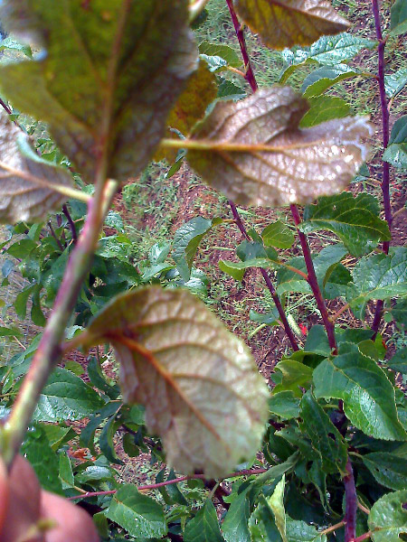 Prugna1.jpg Prugna1.jpg