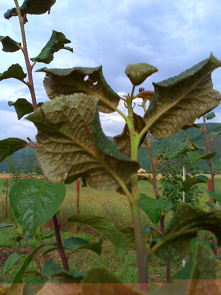 Prugna2.jpg Prugna2.jpg