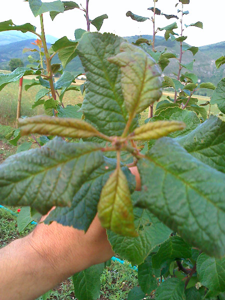 Prugna6.jpg Prugna6.jpg