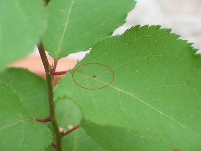 Afide? Questo è l'insetto nero, il maggiore dei 2 / afide.JPG afide.JPG