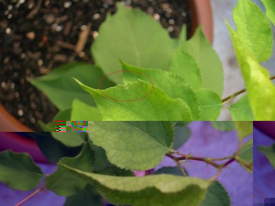 micro fori su foglia nuova / microfori.JPG microfori.JPG