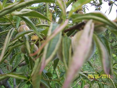 000_0644.jpg (67.81 KiB) Osservato 1265 volte 000_0644.jpg