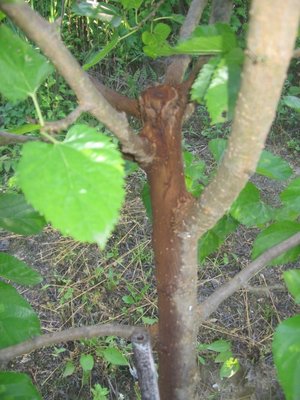 IMG_5396.jpg (255.18 KiB) Osservato 828 volte IMG_5396.jpg