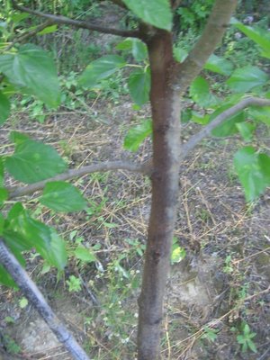 IMG_5397.jpg (253.47 KiB) Osservato 828 volte IMG_5397.jpg