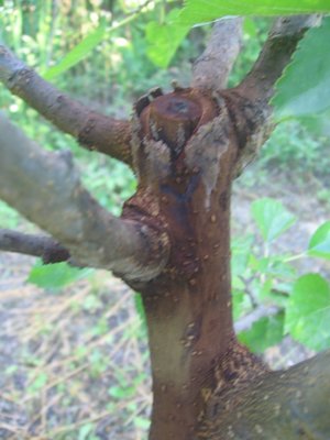 IMG_5398.jpg (178.51 KiB) Osservato 828 volte IMG_5398.jpg