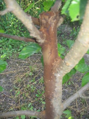 IMG_5399.jpg (258.43 KiB) Osservato 828 volte IMG_5399.jpg