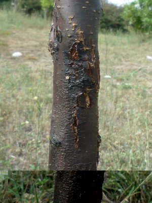 tronco / tronco (1).JPG tronco (1).JPG