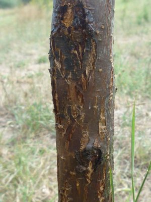 tronco (2).JPG (94.05 KiB) Osservato 1717 volte tronco (2).JPG