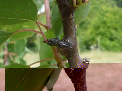 P1020020.JPG (68.12 KiB) Osservato 1717 volte P1020020.JPG