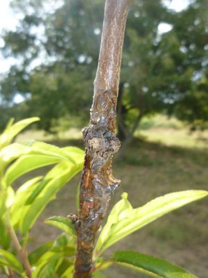 Pesco / pesco.JPG pesco.JPG