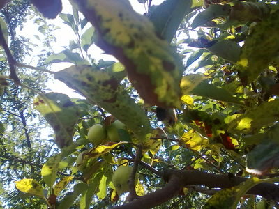 02082011049.jpg (173.66 KiB) Osservato 781 volte 02082011049.jpg