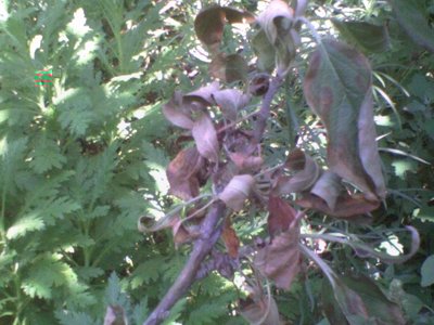 Foto0087_mela_limongella.JPG (247.25 KiB) Osservato 662 volte Foto0087_mela_limongella.JPG