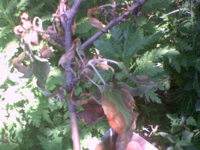 Foto0092_melalimongella.JPG (242.97 KiB) Osservato 662 volte Foto0092_melalimongella.JPG