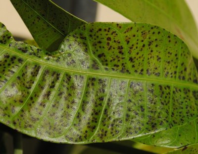 mango1.jpg (135 KiB) Osservato 923 volte mango1.jpg