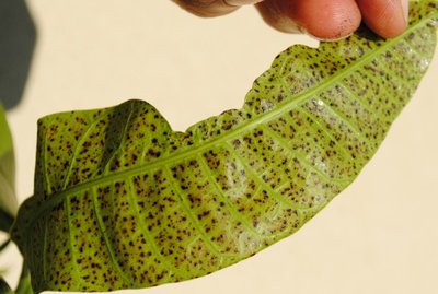 mango2.jpg (100.86 KiB) Osservato 923 volte mango2.jpg