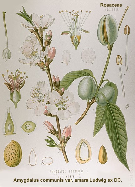 (da http://www.biotox.cz) / bph_0197.jpg bph_0197.jpg